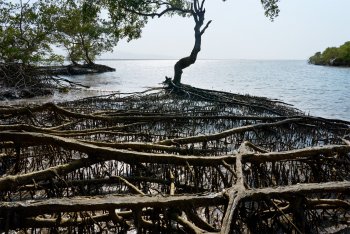 Z farmy k moři: Zachování mangrovových porostů pro ochranu místních zdrojů obživy a planety